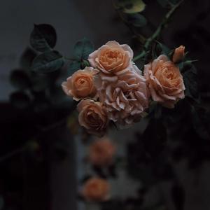 叶山小百合扮演母亲是哪一集
